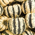 Sweet Dumpling Winter Squash Garden Seeds - 4 Oz - Heirloom, Non-GMO - Vegetable Gardening Seed