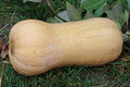 Organic Waltham Butternut Squash Seeds (Cucurbita moschata) 50 Seeds (10 Grams) - Heirloom Winter Squash Seeds by Smoke Camp Crafts