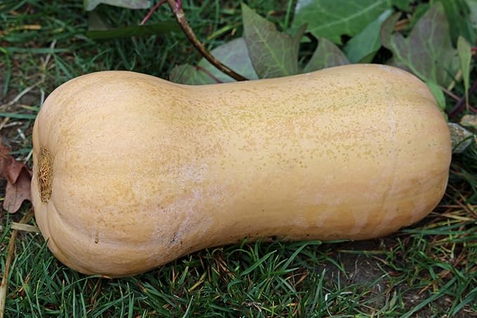 Organic Waltham Butternut Squash Seeds (Cucurbita moschata) 50 Seeds (10 Grams) - Heirloom Winter Squash Seeds by Smoke Camp Crafts
