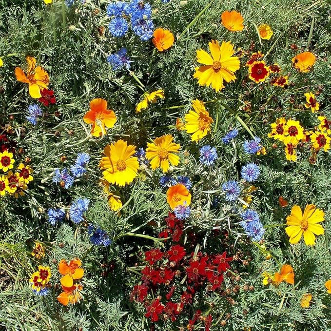 Outsidepride Gulf Coast Wildflower Seed Mix - 1 lb Perennial & Annual Wild Flowers for Full Sun & Partial Shade - Ideal for Pollinator Gardens & Vibrant Landscapes for Southern Florida & Texas