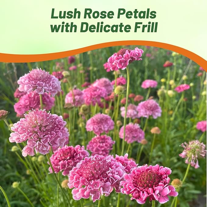 Outsidepride Double Rose Scabiosa Seeds - 200 Pcs Annual Pincushion Flower Seeds That Attract Pollinators, Upright & Neat Growth Habit for Small Gardens, Borders, Containers, & Xeriscaping