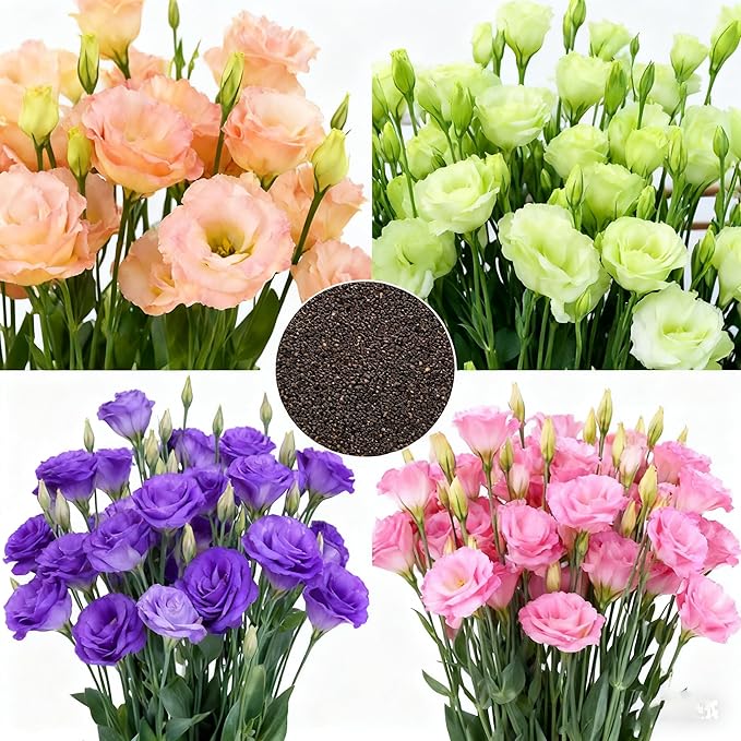 Lisianthus Flower Seeds for Planting, 1000 Mix Color Annual Lisianthus Seeds, Non-GMO Thornless Lisianthus Flowers Seed for Home Garden Outdoor