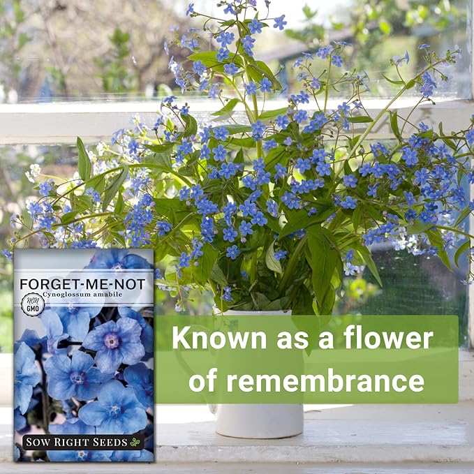 Sow Right Seeds - Forget-Me-Not Flower Seeds for Planting (Cynoglossum amabile) - Non-GMO Heirloom Packet with Instructions - Great to Pair with Cards of Remembrance - Small Blue Memory Blooms (1)