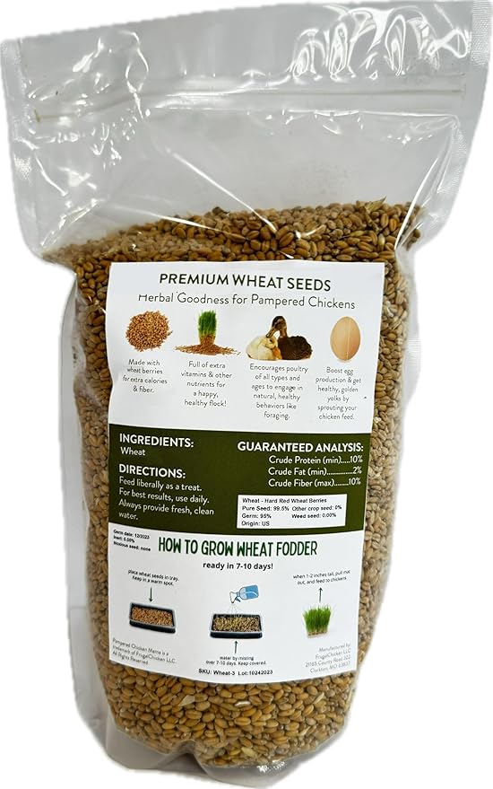 Fodder Seeds for Chickens (3 pounds), Pasture Grass Seed, Wheat Grass Seeds for Growing, Wheat Seeds for Fodder | Pampered Chicken Mama