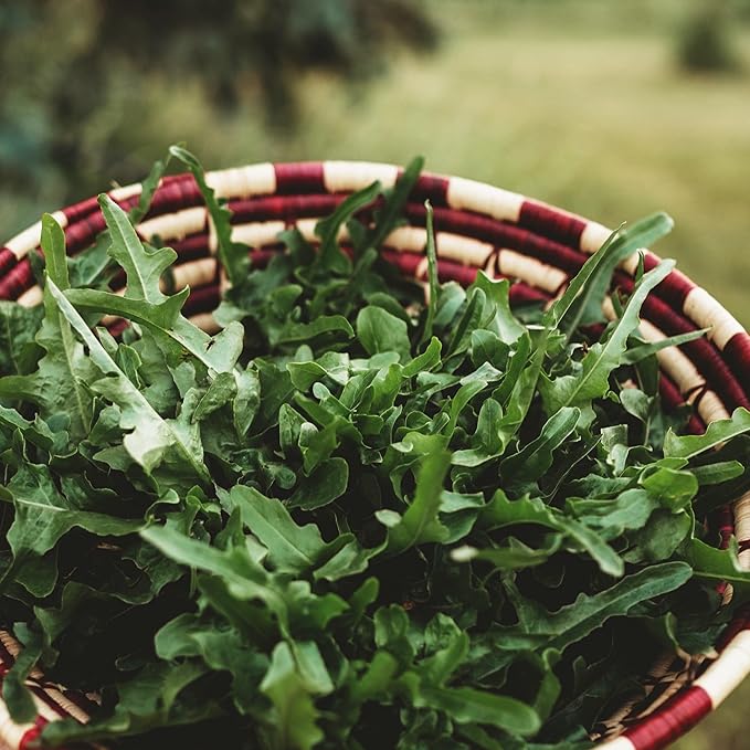 Royal Oakleaf Lettuce - 250 Seeds - Productive Green Oakleaf Lettuce Variety, Great for Cutting, Non-GMO Heirloom Leaf Lettuce Seeds for Planting in The Home Garden, Thresh Seed Company