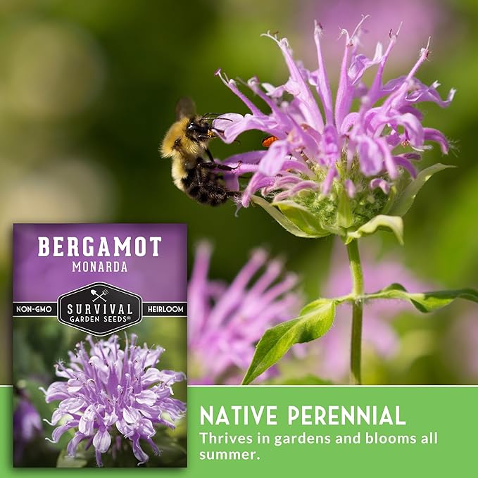 Bee Balm Seeds for Planting - Wild Bergamot (Monarda Fistulosa) Perennial Native Wildflower & Medicinal Herb for Pollinator Gardens, Fragrant Heirloom Flower - Survival Garden Seeds (2 Packs)