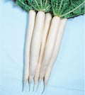 Radish Seeds - Mino Early - 1 Oz ~11000 Seeds - Non-GMO, Heirloom - Asian Garden Vegetable & Microgreens