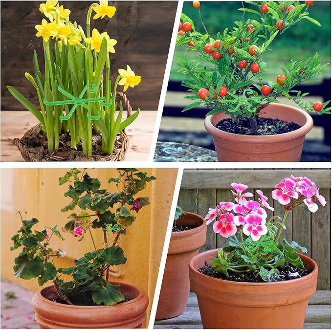 8pcs Plant Stem Support Climbing Houseplant Support Stakes for Indoor Plants Reusable Plastic Climbing Plant Support Plant Trellis Indoor Ideal Plant Support for Thriving Growth
