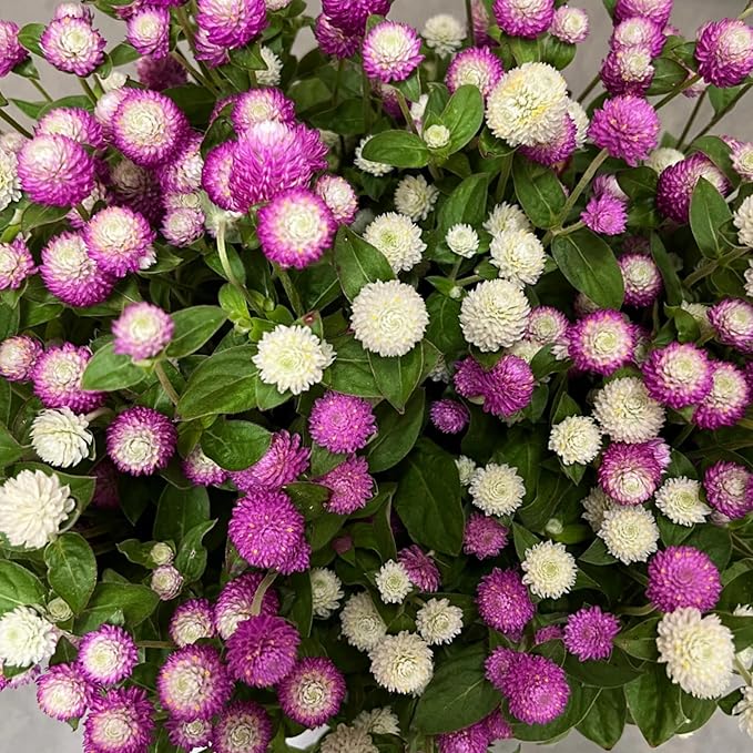 1000+ Globe Amaranth Seeds for PlantingAmaranth Gomphrena Pom Pom Flower Seeds Non-GMO Heirloom Plant Seeds Garden Outdoor