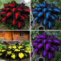 Mix Hosta Seeds for Planting, 280+pcs Rare Perennial Hosta Flower Seeds Plants, Non-GMO Heirloom Long Blooming Shaded Entry Pathway Flowers for Garden Outdoors