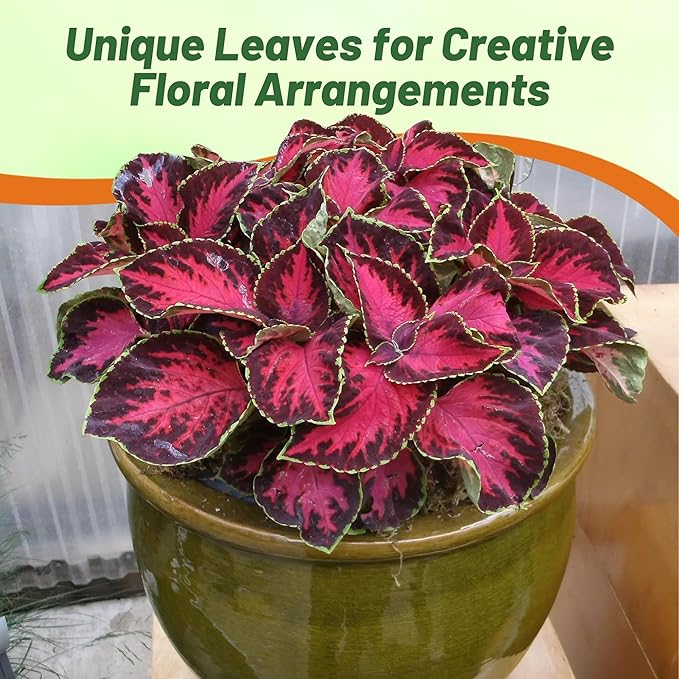 Outsidepride Chocolate Cherry Coleus Seeds for Planting - 20 Pcs Annual, Compact, & Easy to Grow, Flower Seeds with Serrated Foliage, Ideal for Shaded Areas, Containers, Borders, & Gardens