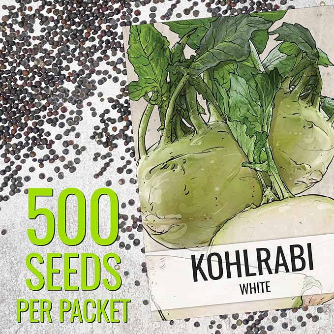 Seed Needs Kohlrabi Seeds for Planting Purple Vienna Kohlrabi Crops - Non-GMO Heirloom & Untreated Vegetable Seed to Plant an Outdoor Home Grown Veggie Garden (White Kohlrabi, 2 Packs (1,000 Seeds))