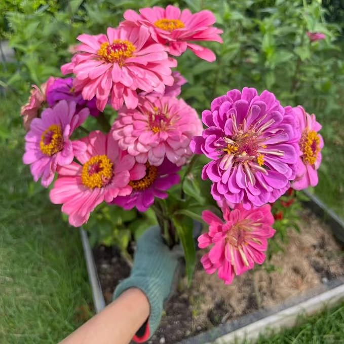 50 Mixed Color Zinnia Seeds – Vibrant Annual Garden Flowers, Easy-to-Grow Heirloom Blooms for Cut Flowers and Bouquets