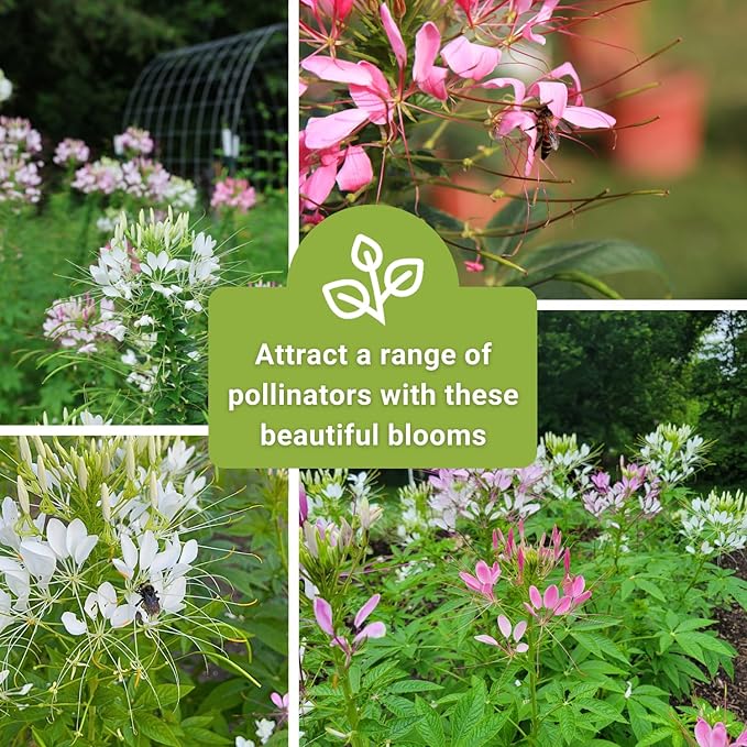 Sow Right Seeds - Spider Blend Cleome Seeds for Planting Outdoors - Non-GMO Heirloom Variety - Easy and Fast to Grow - Annual Flower for Vibrant Gardens - Ideal for Butterfly Attracting (2)