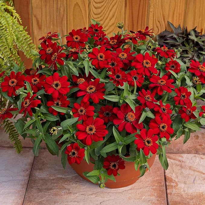Eden Brothers Zinnia Seeds - Profusion Red