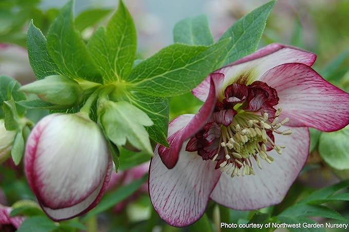 Perennial Farm Marketplace Helleborus x Winter Jewels 'Cherry Blossom' (Lenten Rose) Perennial, 1 Quart, Red Flowers