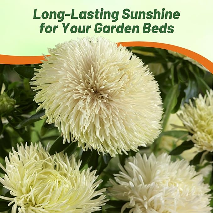 Outsidepride Gremlin Aster Seeds - 1000 Pcs. Annual, Hardy & Pollinator Friendly Flower Seeds for Planting Vibrant Yellow Blooms and Oval-Shaped Leaves, Great for Meadows & Aesthetic Gardens