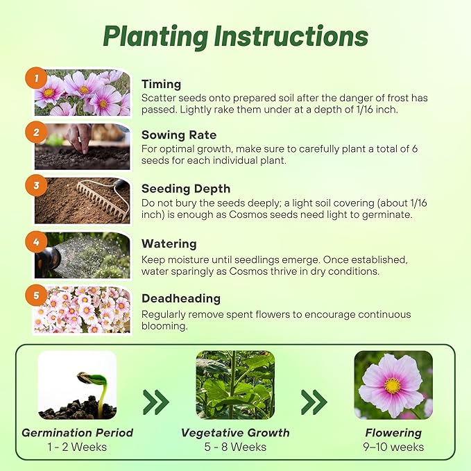 Outsidepride Day Dream Cosmos Bipinnatus Seeds - 2000 Pcs Annual, Easy to Grow & Drought Tolerant, Flower Seeds for Planting w/Fern-Like Foliage & Pink Blooms, Ideal for Borders & Wildflower Meadows