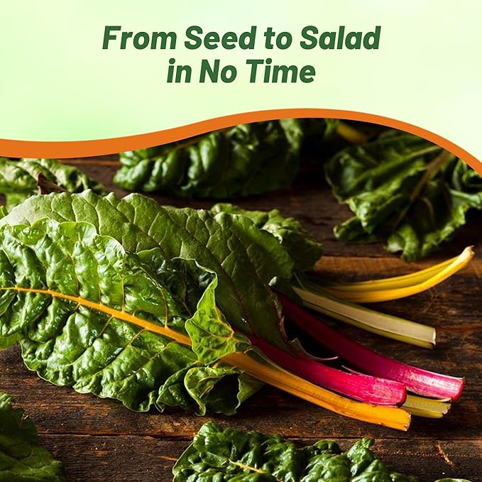 Outsidepride Mix Swiss Chard Seeds for Planting Vegetables & Microgreens - 1000 Pcs Vibrant, Tasty & Highly Nutritious Biennial Vegetable Seeds for Garden Beds, Borders, & Containers