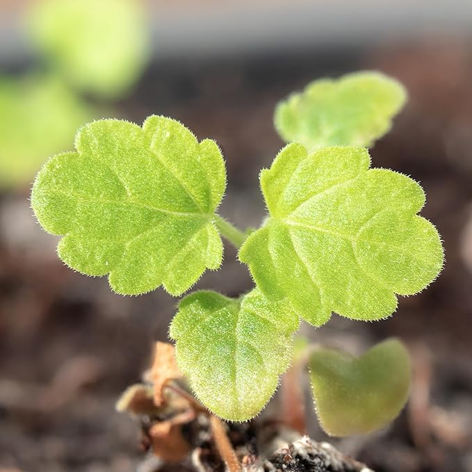Seed Needs, Catnip Seeds for Cats - 600 Heirloom Seeds for Planting Nepeta cataria - Perennial Flowering Herb for Indoor Growing Non-GMO & Untreated (1 Pack)