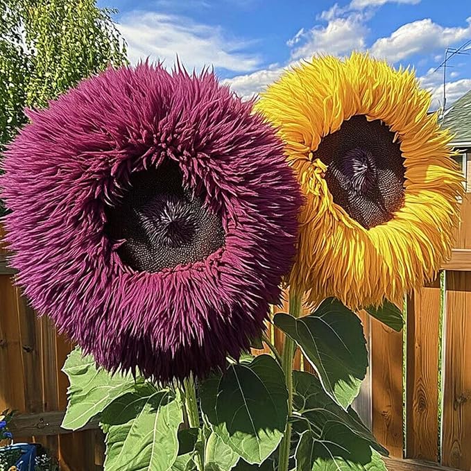 600+ Mixed Sunflower Seeds for Planting - Rare Giant Teddy Bear Sunflower Seeds Non-GMO Heirloom Perennial Flower for Garden Outdoor Attracts Pollinators