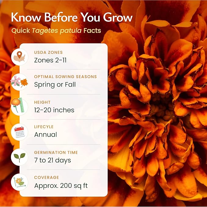 Created by Nature French Marigold Seeds, 2,300 Annual Wildflower Seeds