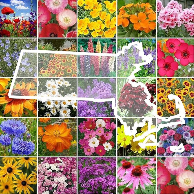 Eden Brothers Massachusetts Wildflower Mixed Seeds for Planting, 1/4 lb, 120,000+ Seeds with Catchfly, Sweet William | Attracts Pollinators, Plant in Spring or Fall, Zones