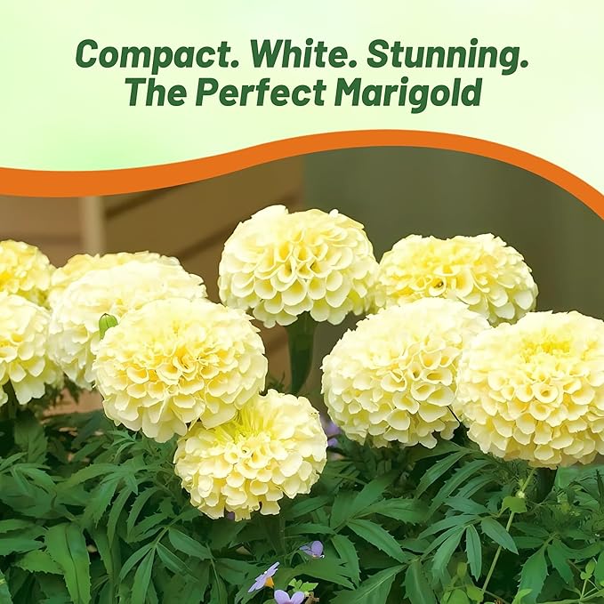 Outsidepride Nana Kilimanjaro White African Marigold Seeds for Planting - 500 Pcs Annual, Compact & Heat-Tolerant, Flower Seeds w/Creamy White 3-Inch Blooms, Ideal for Vibrant Pollinator Gardens