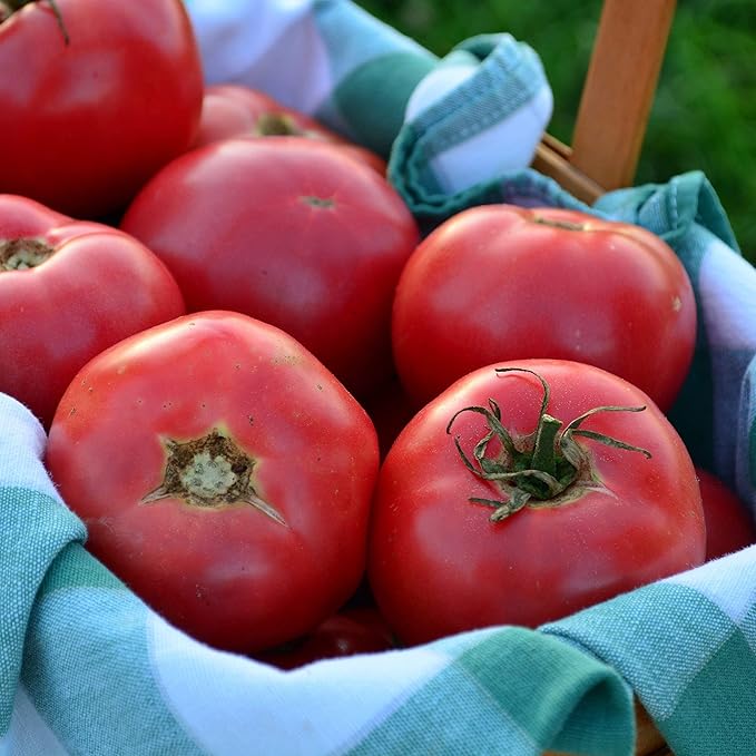 Rose de Berne Heirloom Tomato - 50 Seeds - Rare Heirloom Pink Tomato Variety, Non-GMO Vegetable Seeds for Planting in The Home Garden, Thresh Seed Company