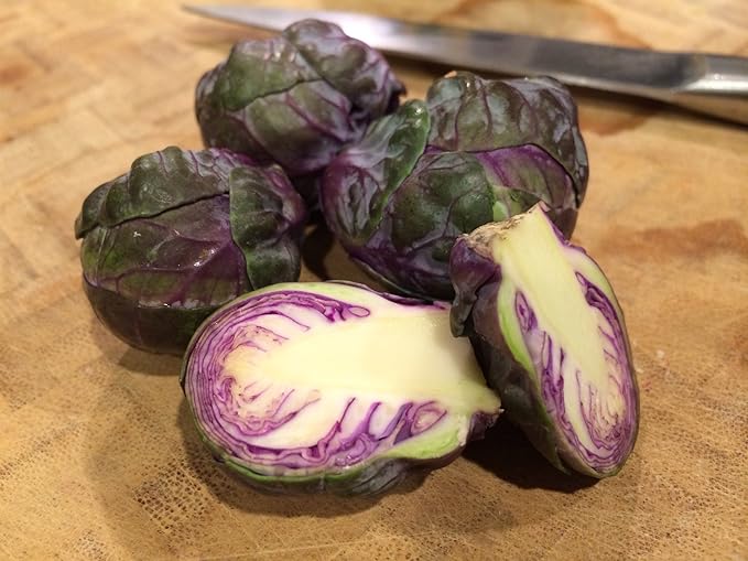 Seeds Brussels Sprouts Cabbage Purple Heirloom Vegetable Non GMO