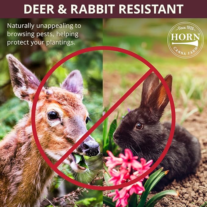 Strutter’s Ball Daylily Flower Bulbs – Deep Red-Purple Ruffled Blooms with Yellow Throat – Hardy, Pollinator-Friendly Perennial for Full Sun (Zones 3–9) Fall Planting Spring Blooming