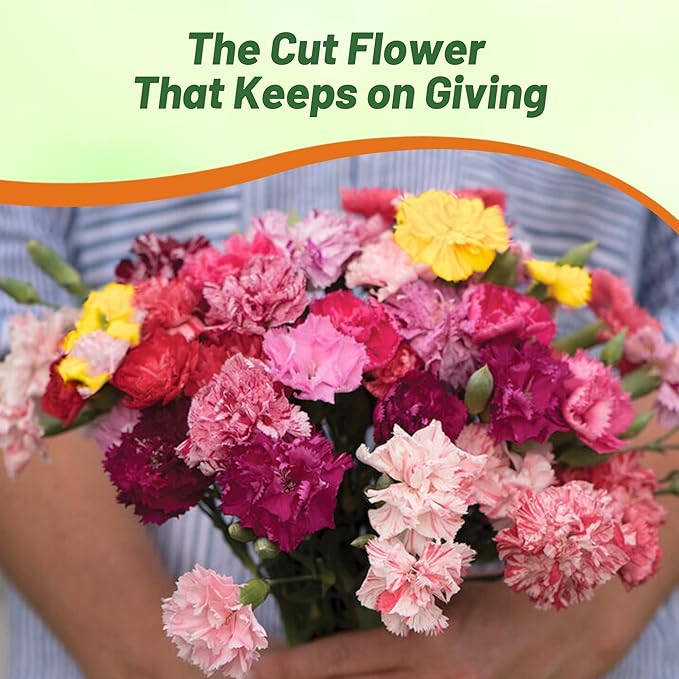 Outsidepride Picotee Mix Carnation Seeds - 2000 Pcs Perennial, Easy to Grow Flower Seeds for Planting with Fragrant Blooms, Ideal for Pollinators, Cutting Gardens, Bouquets, & Floral Arrangements
