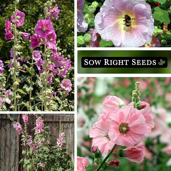 Sow Right Seeds - Pink Hollyhock Seeds for Planting - Non-GMO Heirloom Packet with Instructions to Plant an Outdoor Cottage Garden - Tall Flowers, Cup Shaped Blooms for Bouquets & Arrangements (1)