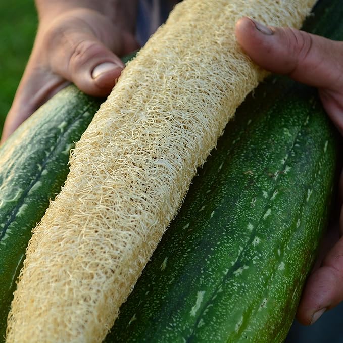 Luffa Gourd - 25 Seeds - Heirloom Loofah Variety, Make Your Own Dishclothes, Non-GMO Heirloom Gourd Seeds for Planting in The Home Garden, Thresh Seed Company