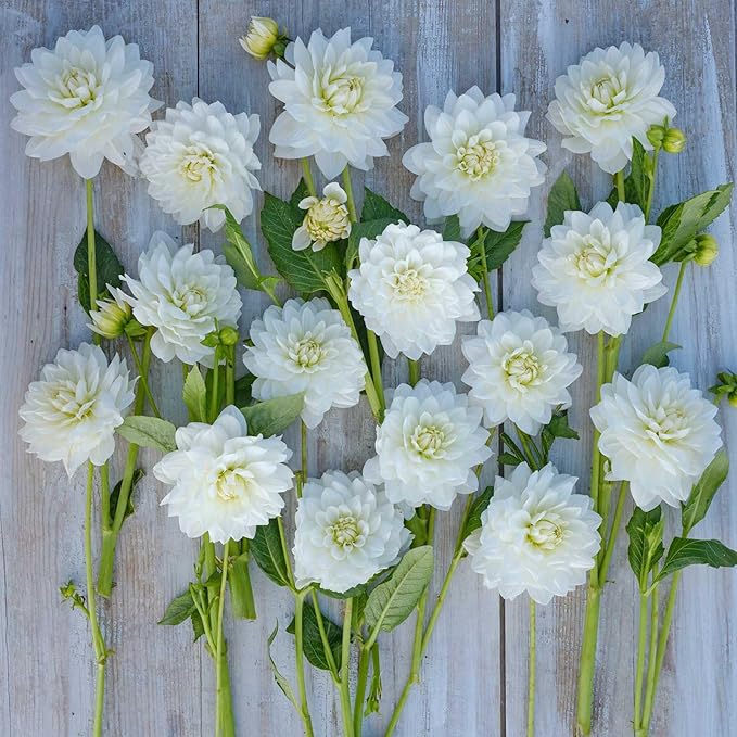 Eden Brothers Dahlia Bulbs (Decorative) - White Swan