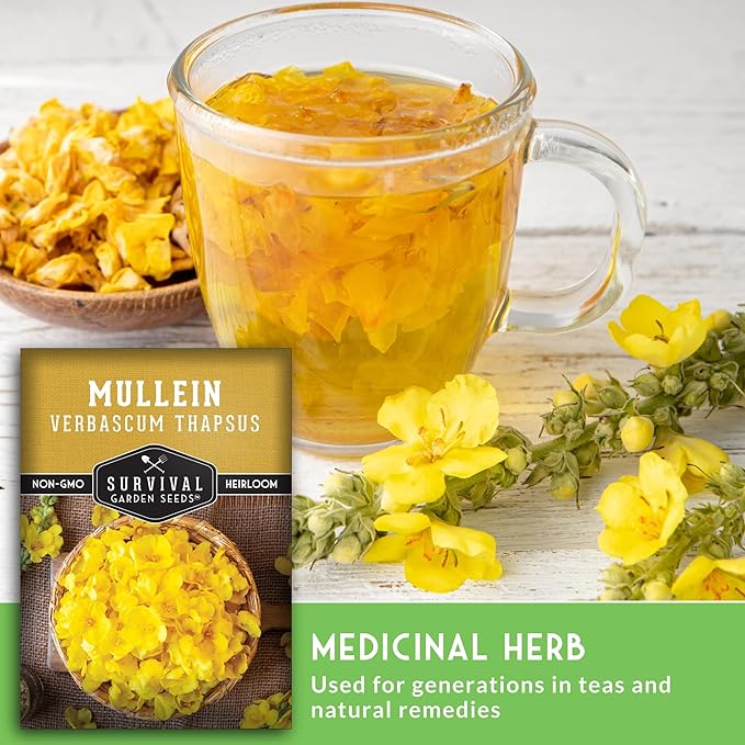 Mullein Seeds for Planting - Verbascum Thapsus Medicinal Biennial Herb with Tall Yellow Flowers - Heirloom Non-GMO Open Pollinated Pollinator Friendly - Survival Garden Seeds (2 Pack)