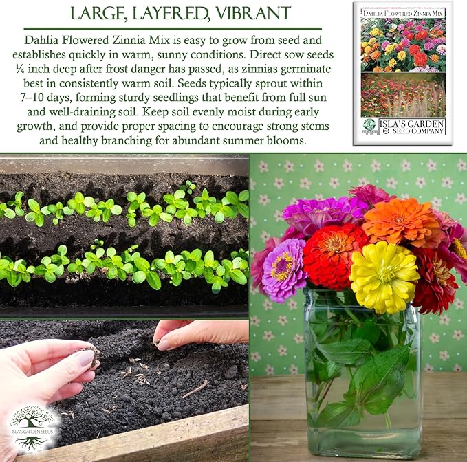 Dahlia Flowered Zinnia Mix Seeds (Zinnia elegans) – 500+ Non-GMO Heirloom Seeds by Isla’s Garden Seeds, Stunning Large Blooms, Vibrant Cut Flowers, Attracts Pollinators, Easy to Grow, Gardening Gift