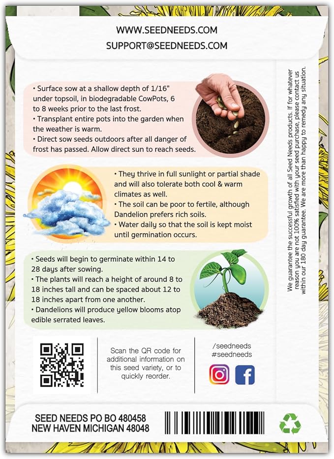 Seed Needs Dandelion Seeds for Planting Traxacum officinale - Non-GMO Heirloom & Untreated Garden Seed to Plant Dandelions for Herbal Uses & Edible Salads (2 Packs (1,000 Seeds))