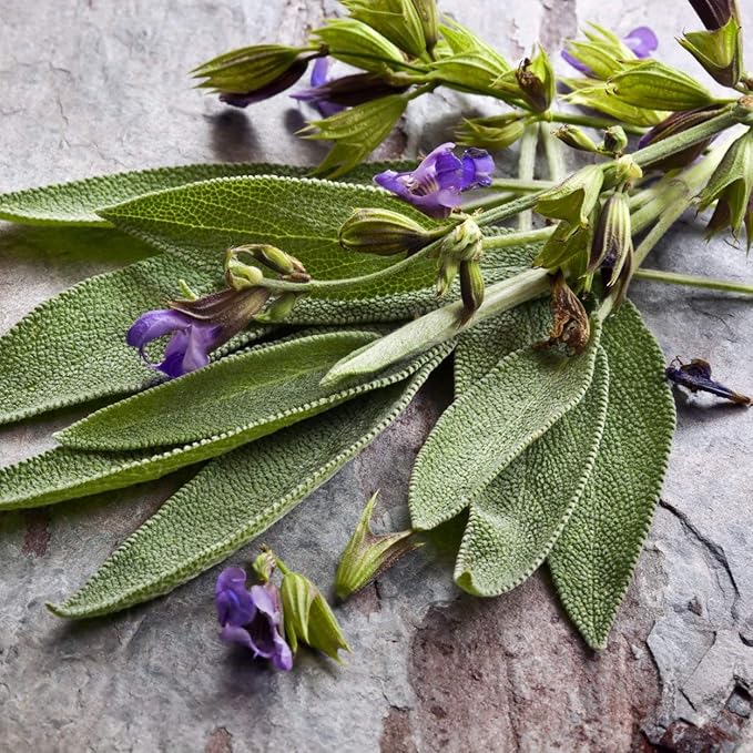 The Old Farmer's Almanac Heirloom Sage Seeds (Broad Leaved Sage) - Approx 70 Seeds - Non-GMO, Open Pollinated