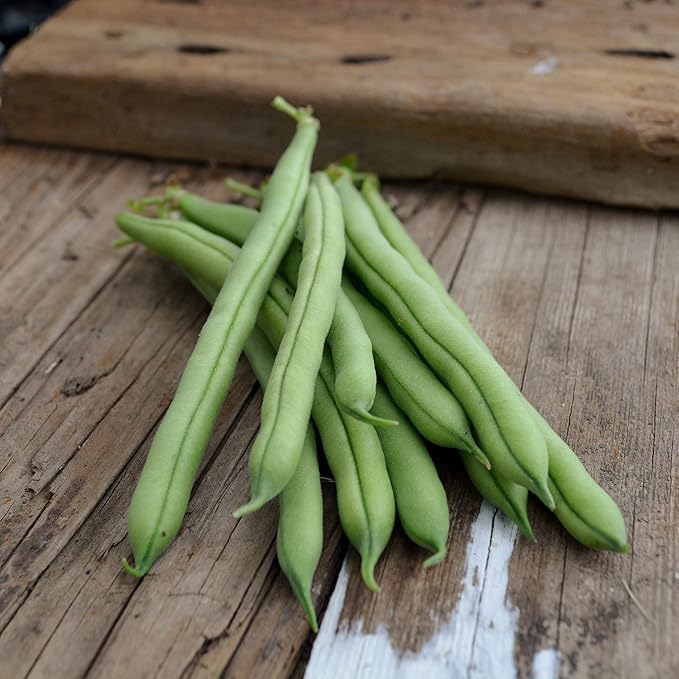Provider Bush Green Bean - 50 Seeds - Heirloom Snap Variety, USA-Grown, Non-GMO Vegetable Seeds for Planting Outdoors in Containers or The Home Garden, Thresh Seed Company