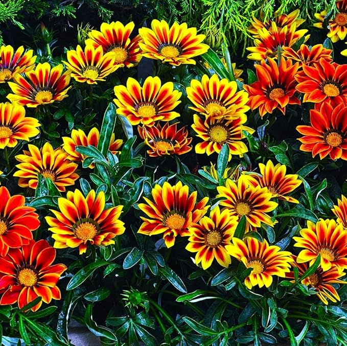 Showy Multicolor Gazania Seed Mix 100+ Seeds for Planting Non-GMO