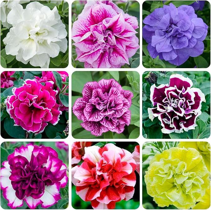 350+Annual Petunia Flower Seeds for Planting Outdoor-Perennial Petunia Plant Garden Home Non-GMO Heirloom