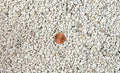 Japanese 3 Gal. 3/16" Small Grain Horticultural Pumice for Cactus & Succulent, Bonsai Tree Soil Mix (3GAL Pumice S)