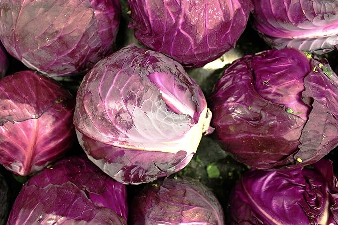 Cabbage Seeds for Planting - Plant & Grow Red Acre Cabbage in Your Home Outdoor Vegetable Garden - Heirloom Non GMO Planting Packets with Full Instructions - Great Gardening Gift, 2 Packets