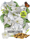 Seed Needs Moonflower Seeds for Planting Prolific Summer White Blooms | 1 Ounce Ipomoea Alba Vine Seeds Moonflowers Attract Pollinators with up to 6" Blooms | Bulk Vinning Plant Seeds