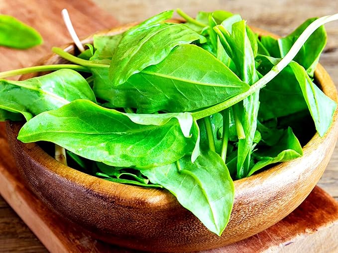 Garden Sorrel 2000+ Seeds for Planting Non-GMO
