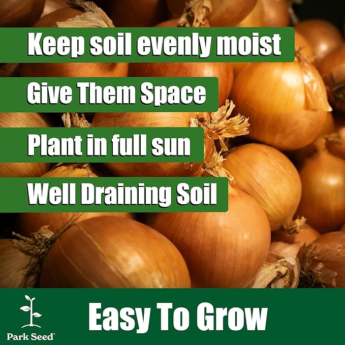 Park Seed Warrior Bunching Scallion Seeds – AAS Winner, Crisp and Spicy Green Onion, Compact and Container-Friendly, Fast Maturing for Spring or Fall Harvest – Pack of 200 Seeds