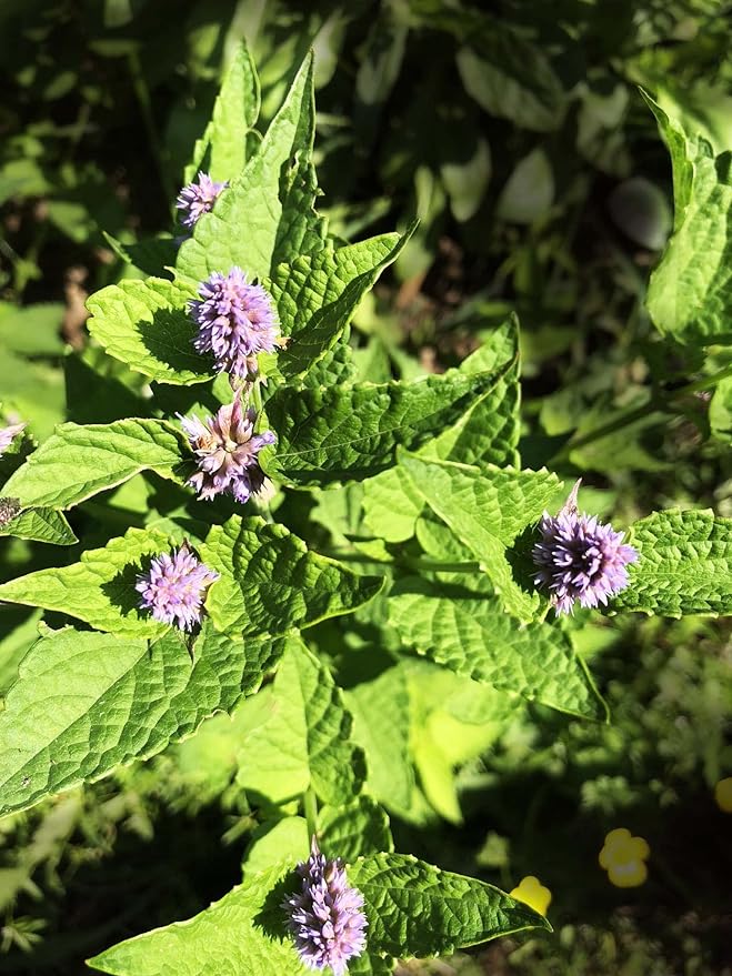 Organic Anise Hyssop, Licorice Mint Seeds (Agastache foeniculum) 500 Seeds (0.2 Grams) - Lavender Mint, Agastache, Agastache Hyssop Seeds for Planting by Smoke Camp Crafts