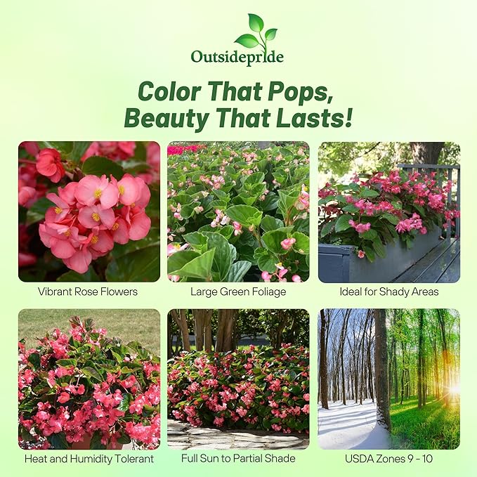Outsidepride Rose Green Leaf Begonia Seeds for Planting - 20 Pcs Perennial Flower Seeds with Large Blooms, Arching & Pendulous Growth Habit, for Containers, Hanging Baskets, or Landscape Plantings