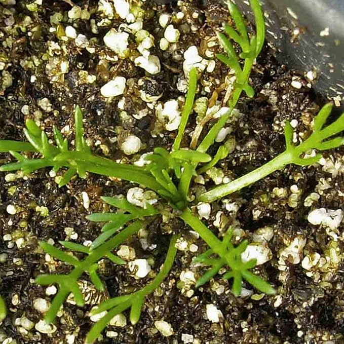 Seed Needs Roman Chamomile Seeds for Planting - Non-GMO, Heirloom & Untreated - Grow a Home Grown Medicinal Tea Herb Garden Indoors or Outdoors (1 Pack)